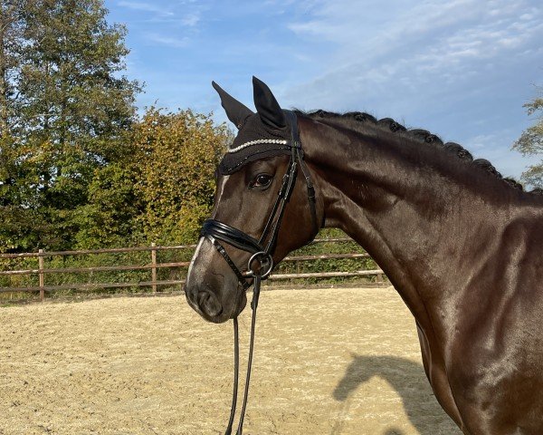 dressage horse Roxy 237 (Hanoverian, 2020, from Bmc Roman Nature)