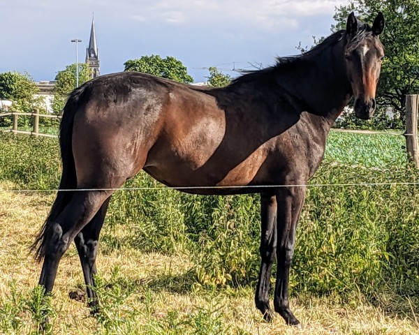 horse Kleine Luzie (Trakehner, 2023, from TSF Kros)