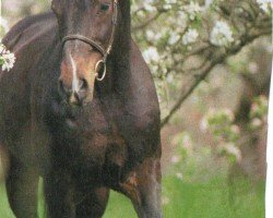 jumper Contendro (Holsteiner, 1995, from Contender)