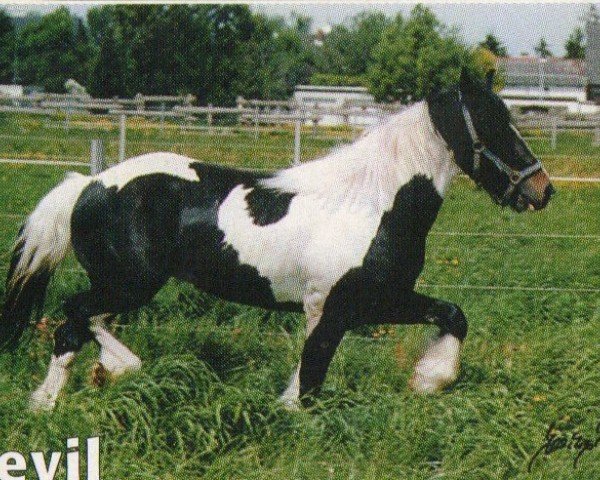 Dressurpferd Devil (Tinker / Irish Cob / Gypsy Vanner, 1997)