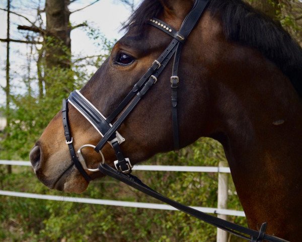 Pferd Scolero Grande (Oldenburger, 2017, von Scolari) Pferd Scolero Grande (Oldenburger, 2017, von Scolari)