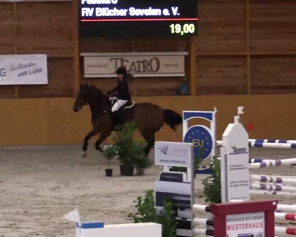 Hallenspringturnier Xanten - Reitanlage Miß 2014