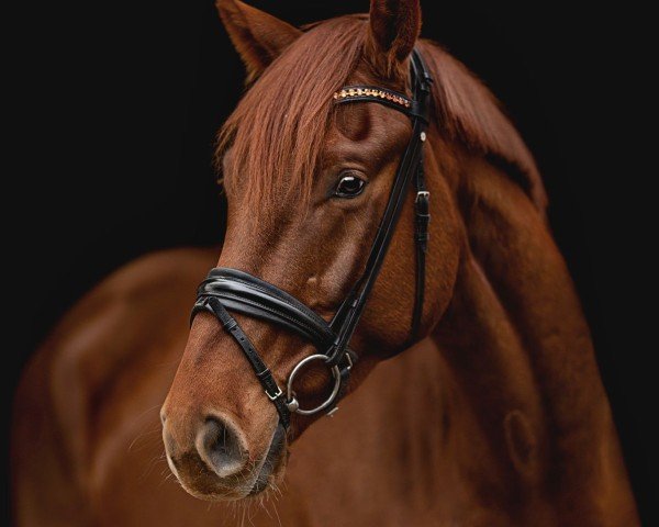 horse Fynch Manhattan (Hanoverian, 2021, from Fynch Hatton)