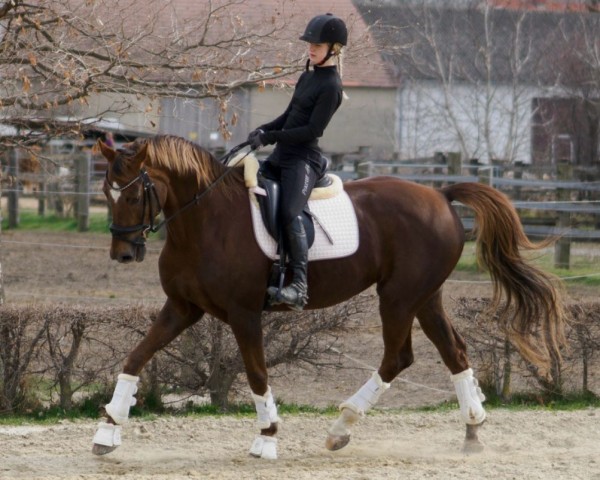 broodmare Filia Edoste (Oldenburg, 2012, from Sir Donnerhall I)