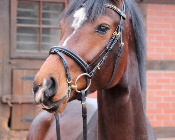 dressage horse Belougi K (Oldenburg, 2014, from Belissario)