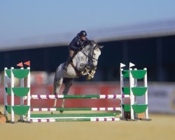 Springpferd Pam Pam (KWPN (Niederländisches Warmblut), 2020, von Untouchable)