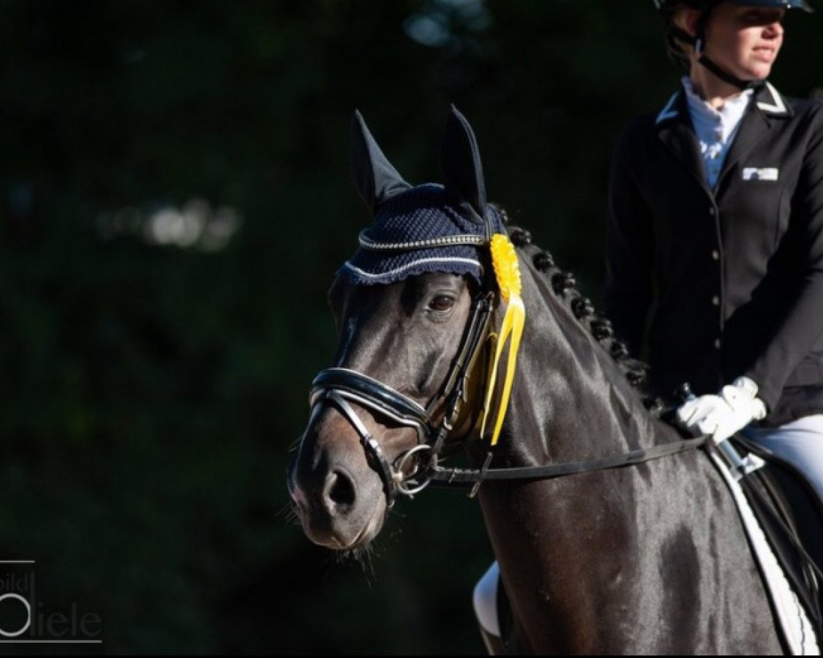 dressage horse Satisfaction 18 (Hanoverian, 2008, from Swarovski)
