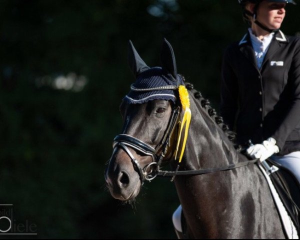 Dressurpferd Satisfaction 18 (Hannoveraner, 2008, von Swarovski)