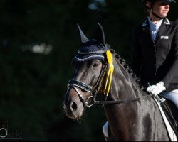 Dressurpferd Satisfaction 18 (Hannoveraner, 2008, von Swarovski)