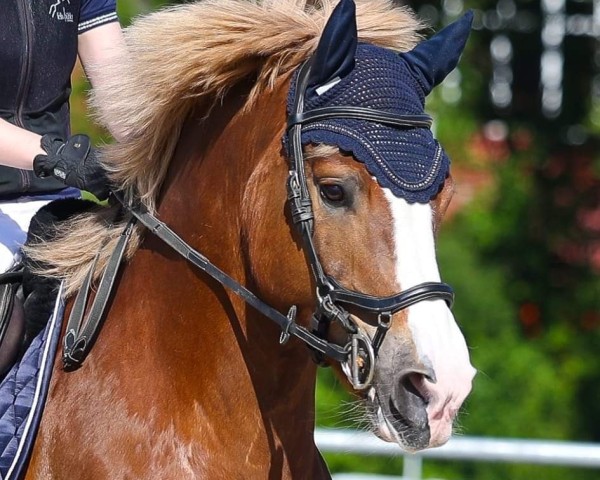 dressage horse Fire Fly CH (Freiberger, 2016, from Nord du Peupé CH)