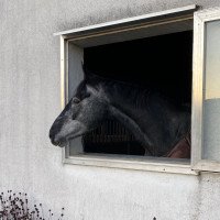 jumper Milly III (Holsteiner, 2016, from Levisto Z)