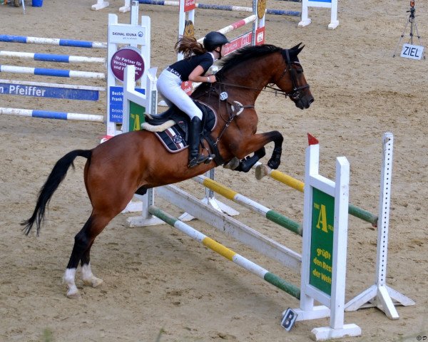 jumper Lewiskhan (Brandenburg, 2002, from Levisto Z)