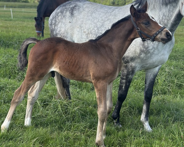 foal by Diamantenprinz RK (Hanoverian, 2025, from Diamantenglanz) foal by Diamantenprinz RK (Hanoverian, 2025, from Diamantenglanz)