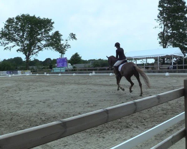 Reitturnier Scharnebeck 2025