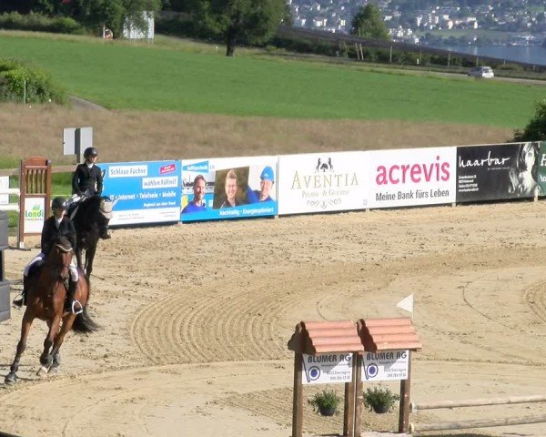 Reitturnier Wädenswil 2025