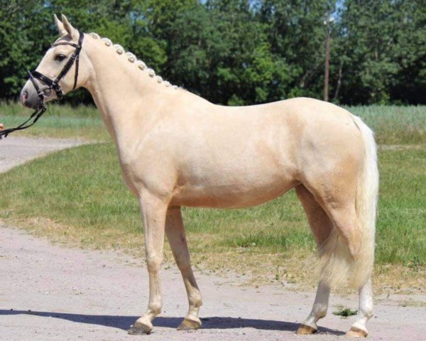 horse Goldstern H (German Riding Pony, 2017, from Nancho's Golden Star) horse Goldstern H (German Riding Pony, 2017, from Nancho's Golden Star)