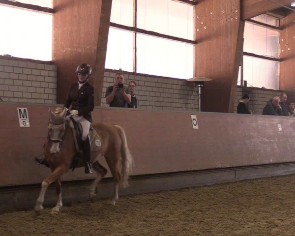 Reitturnier Hellefeld 2025