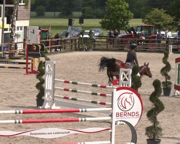 Reitturnier Kirchhellen/Stall Dieckmann 2025