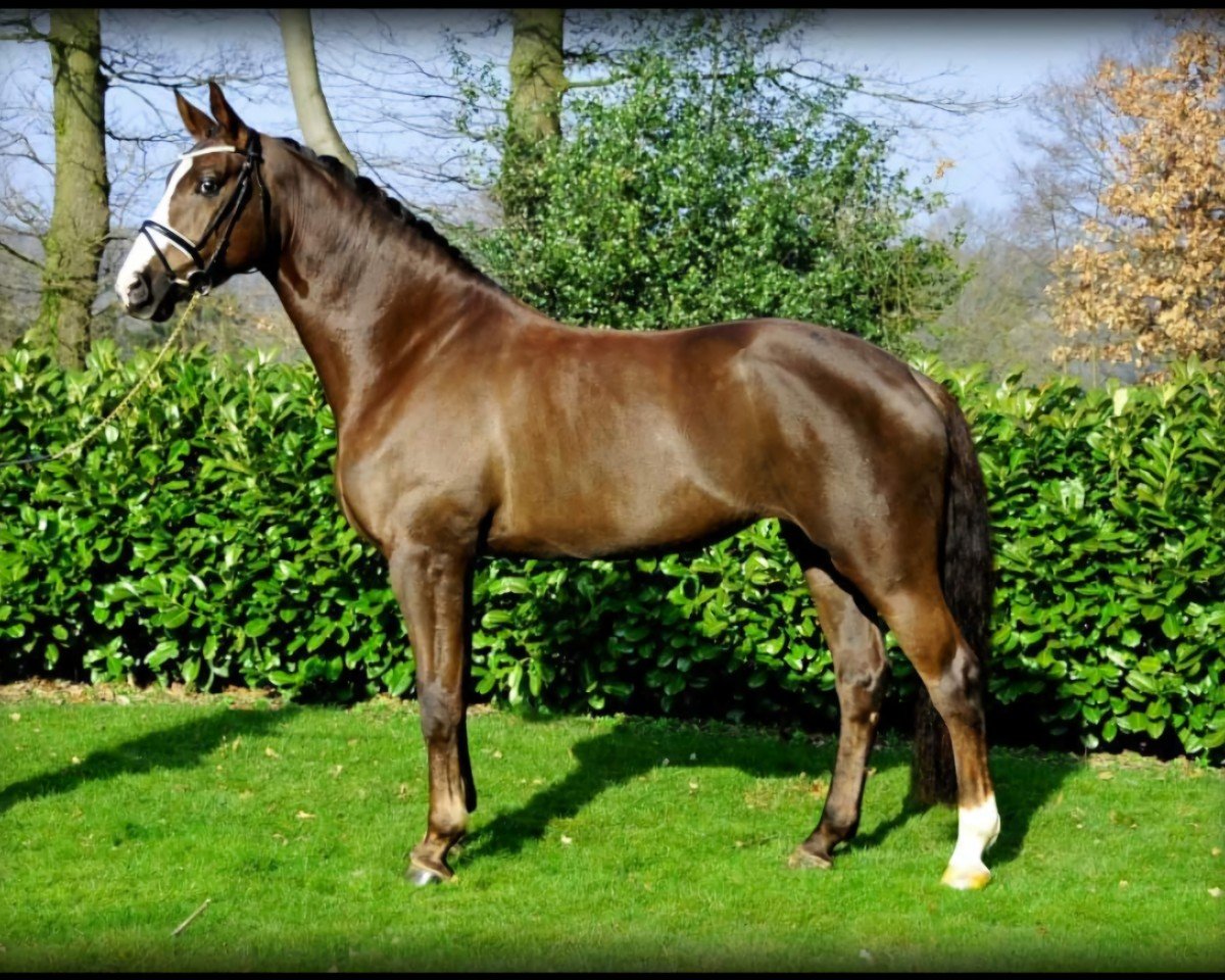 Dressurpferd Smiling Chocolate (Westfale, 2008, von Swarovski)