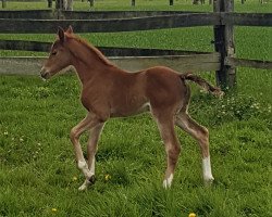 Zuchtstute Daisy Lady (Deutsches Reitpony, 2021, von Dream Date 7)