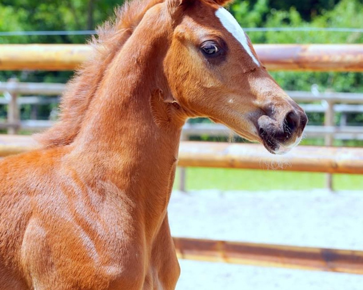 horse Fack ju Göthe (Westphalian, 2020, from Genscher)