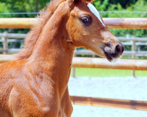 horse Fack ju Göthe (Westphalian, 2020, from Genscher)