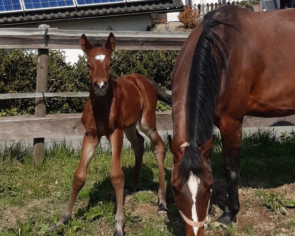 broodmare Miley Cyrus (Westphalian, 2021, from Contact Me)