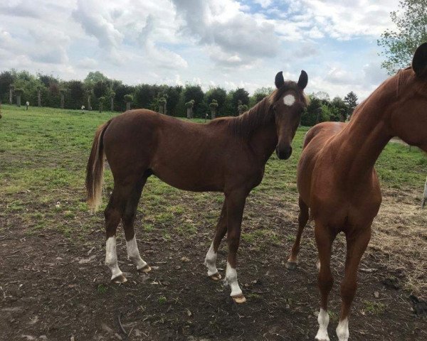 Pferd Uran of Ballmore (Belgisches Warmblut, 2020, von Donier)