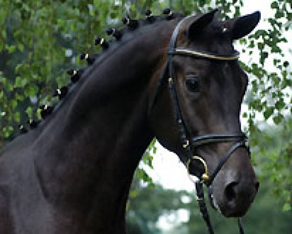 stallion How Ever (Trakehner, 2006, from Kostolany) stallion How Ever (Trakehner, 2006, from Kostolany)