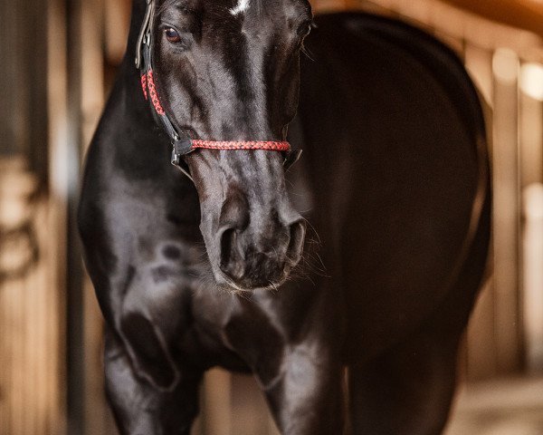 horse Royal Beauty 4 (Bavarian, 2005, from Royal Ascot)