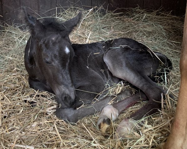 horse Neverland‘s Petit l‘amour (German Riding Pony, 2021, from Neverland WE)