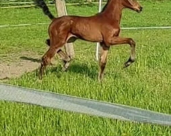 broodmare Zavage Love (Zangersheide riding horse, 2021, from Zambesi TN)