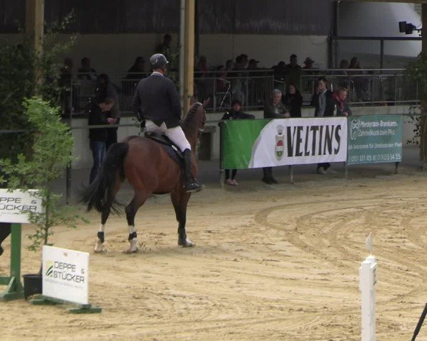 Reitturnier Hellefeld 2025