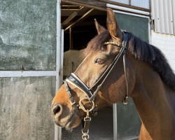 Dressurpferd Rocco R (Deutsches Reitpony, 2014, von Proud Rocketti)