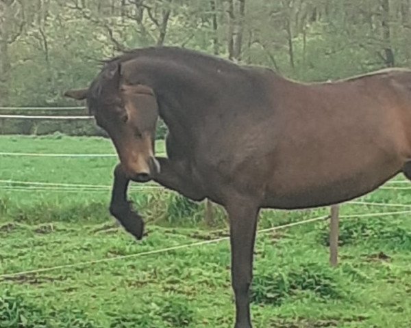 broodmare Gorditha (Noble Warmblood, 2006, from Gondoliero)