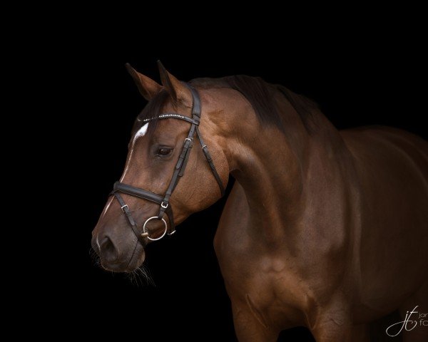 broodmare Chin Champ´s Florence (Holsteiner, 2013, from Chin Champ)