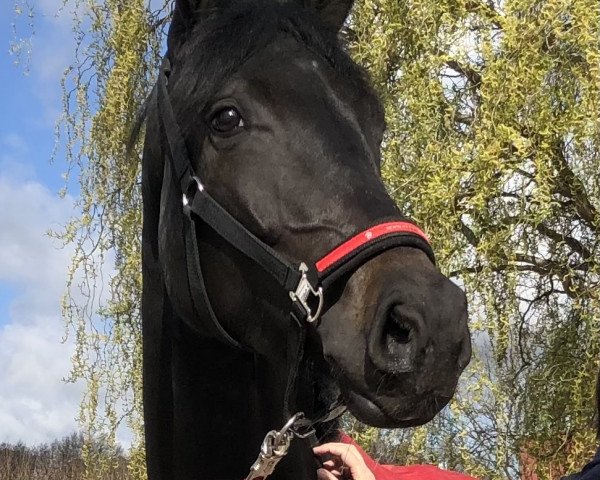 dressage horse Fine Sophie Deluxe (Oldenburg, 2017, from For Romance I)