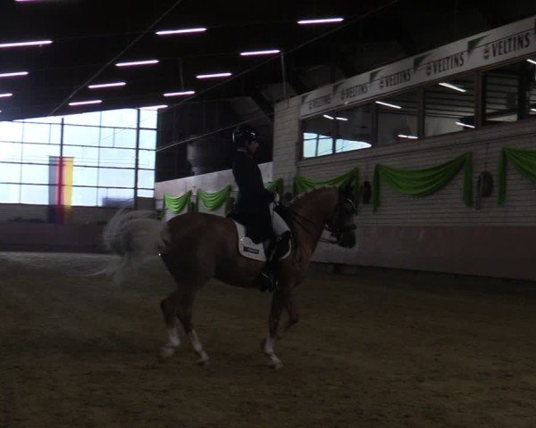Reitturnier Hellefeld 2025