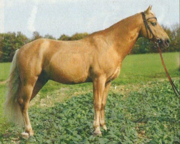 horse Exchange's Battle Creek (Missouri Fox Trotter, 1992, from Gold Exchange) horse Exchange's Battle Creek (Missouri Fox Trotter, 1992, from Gold Exchange)