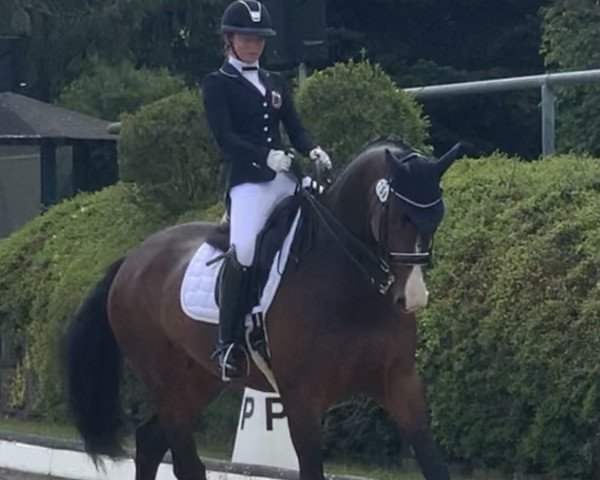 dressage horse Zabaione 5 (Hanoverian, 2013, from Zack)