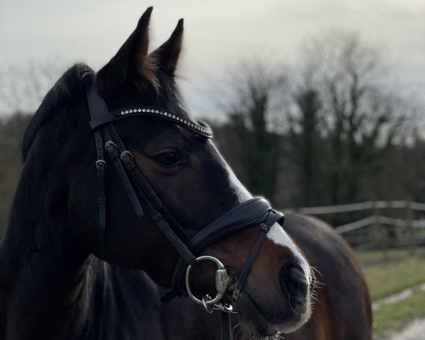 Dressurpferd Malou W (Deutsches Reitpony, 2011, von Miraculix)