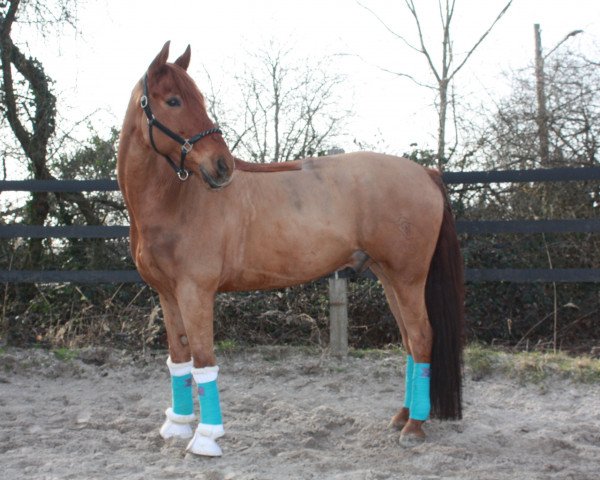 horse Delano G (Westphalian, 2007, from Douceur)