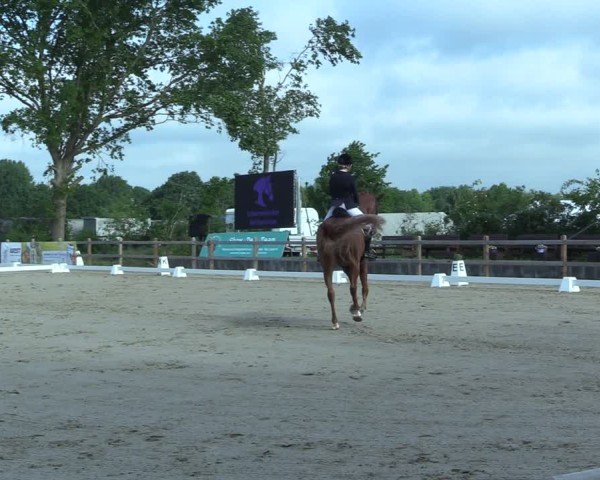 Reitturnier Scharnebeck 2025