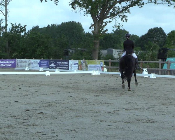 Reitturnier Scharnebeck 2025