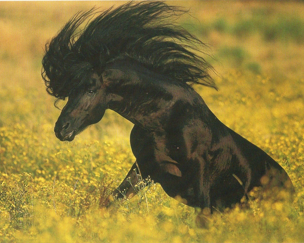 Deckhengst Jelle (Friese, 1995, von Lammert 260)