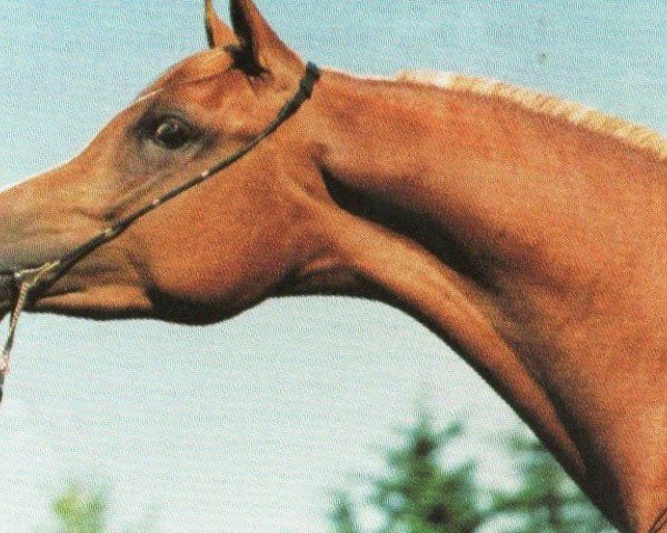 stallion FS Eternal Flame ox (Arabian purebred, 1996, from Kubinec 1987 ox)