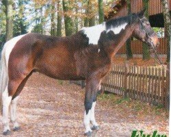 jumper Fuks (Polish Warmblood, 2013)