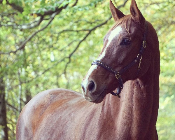 horse Don Karl 2 (Holsteiner, 2001, from Dream of Glory)