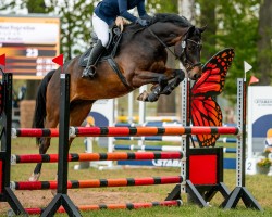 broodmare Lonkens Roslin (Oldenburg show jumper, 2017, from Diarado)