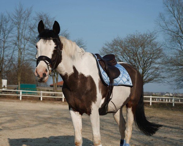 jumper Jarvis 3 (German Riding Pony, 2015, from Jacky Boy)
